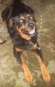 ROTTWEILLER