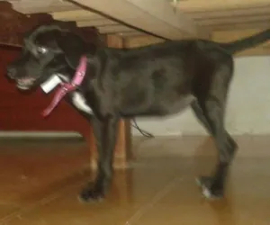Cachorro raça SRD idade 2 a 6 meses nome Sofia