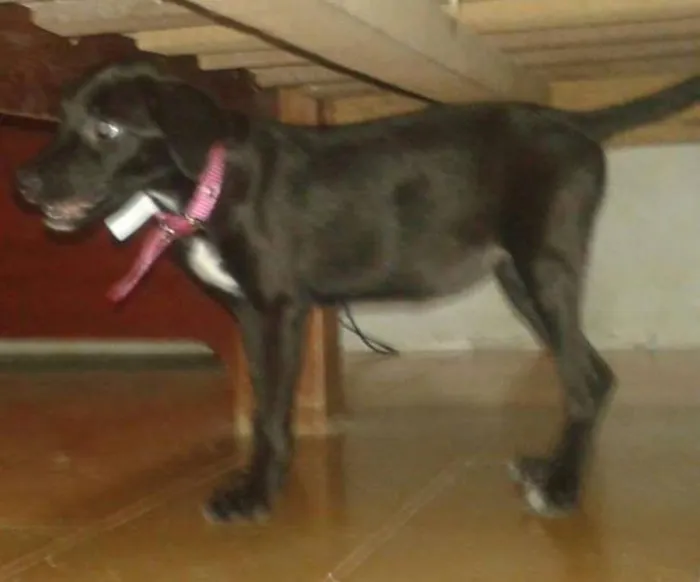 Cachorro ra a SRD idade 2 a 6 meses nome Sofia