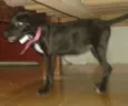 Sofia