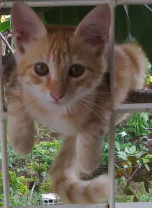 Gato raça SRD idade 7 a 11 meses nome Fofinhos