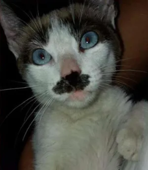 Gato raça SRD idade 2 a 6 meses nome Cora