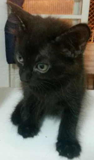 Gato raça SRD idade Abaixo de 2 meses nome não tem