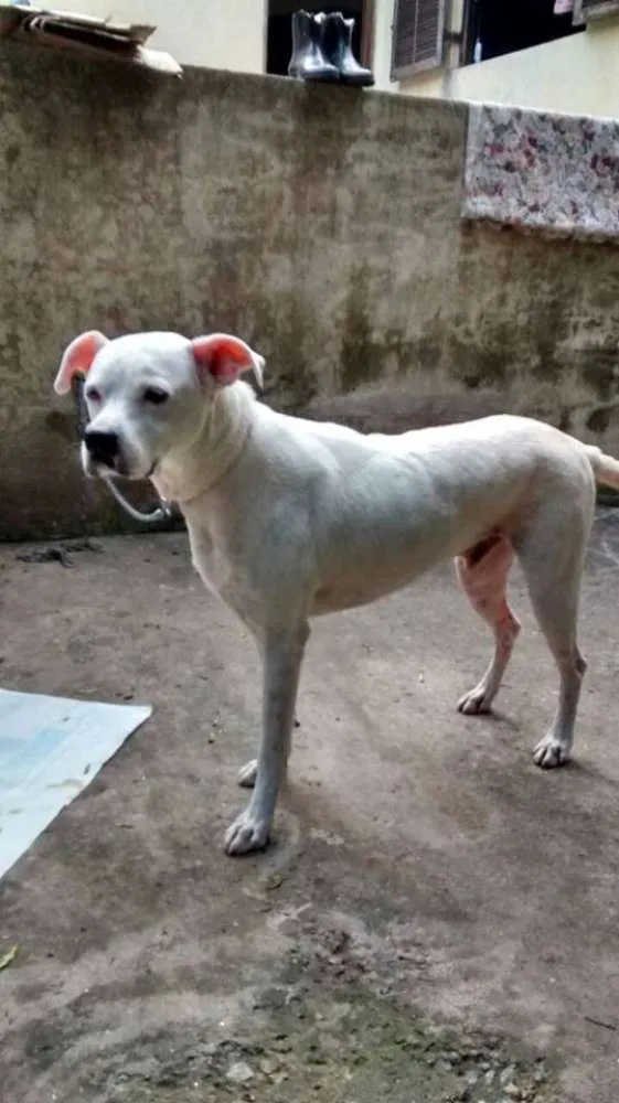 Cachorro ra a Mix de Boxer idade 2 anos nome BRANCO