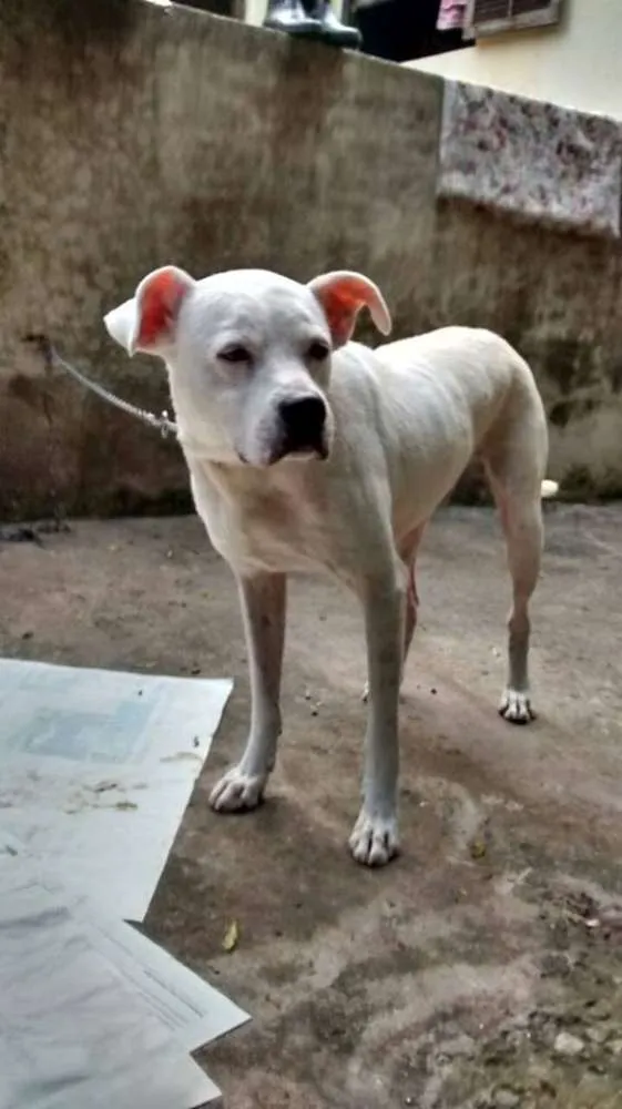 Cachorro ra a Mix de Boxer idade 2 anos nome BRANCO