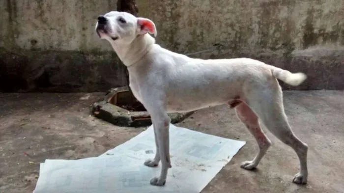 Cachorro ra a Mix de Boxer idade 2 anos nome BRANCO