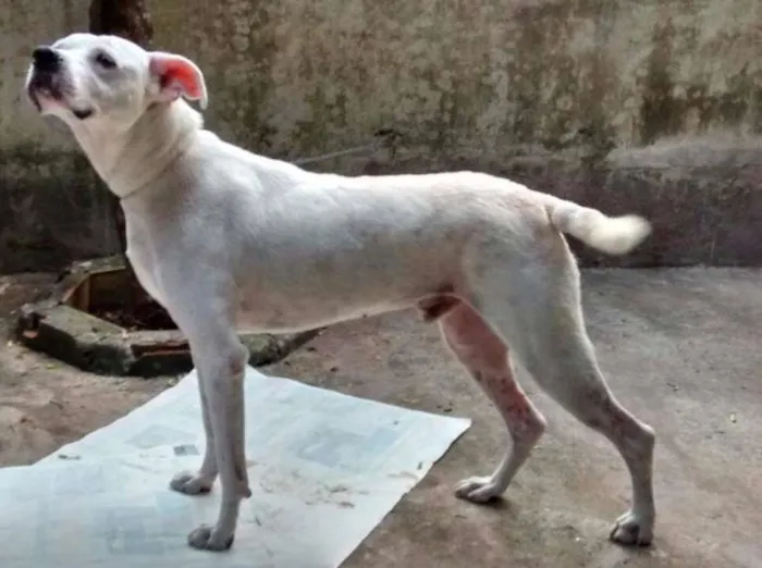 Cachorro ra a Mix de Boxer idade 2 anos nome BRANCO