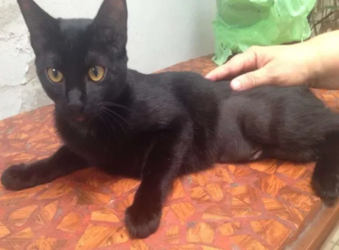 Gato ra a SRD idade 2 a 6 meses nome ÔNIX