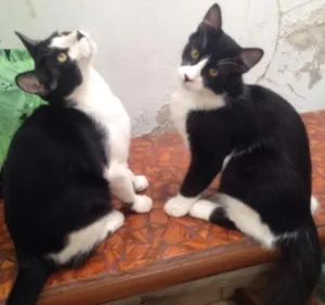 Gato raça SRD idade 2 a 6 meses nome TICO/TECO