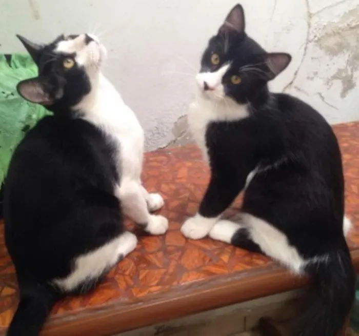 Gato ra a SRD idade 2 a 6 meses nome TICO/TECO