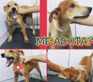 Cachorro raça Indefinida idade 2 a 6 meses nome Boris