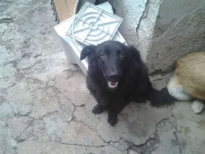 Cachorro ra a SRD idade 2 anos nome FEIJAO