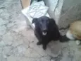 FEIJAO