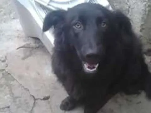 Cachorro ra a SRD idade 2 anos nome FEIJAO