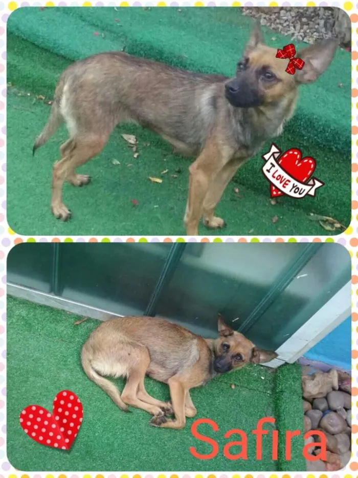 Cachorro ra a SRD idade 2 anos nome Safira