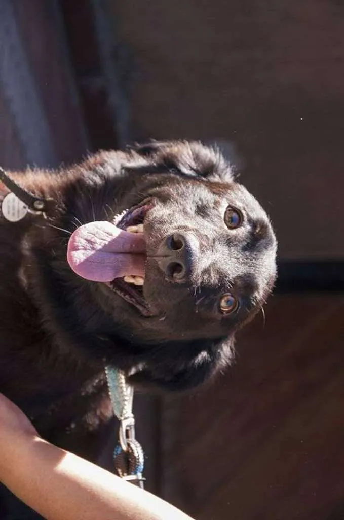 Cachorro ra a SRD idade 2 anos nome FEIJAO