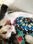 Lili