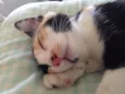 Lili