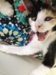 Lili