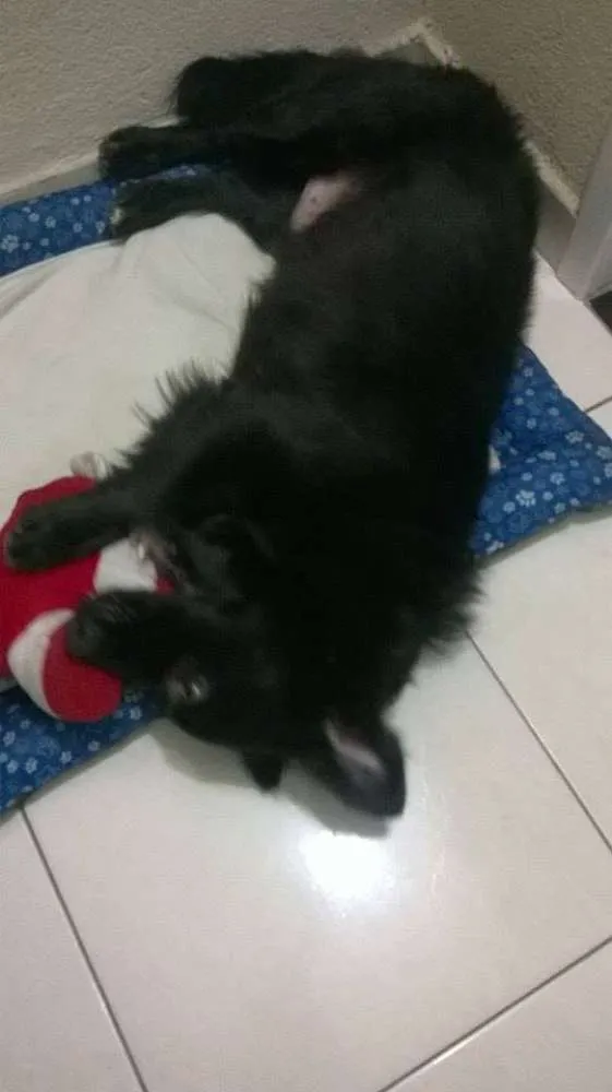 Cachorro ra a SRD idade 2 anos nome FEIJAO