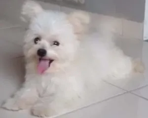 Cachorro raça Mistura idade 2 anos nome Loop