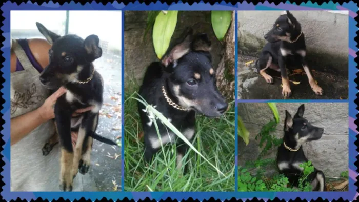 Cachorro ra a SRD idade 2 a 6 meses nome LUIZINHO