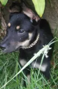 LUIZINHO