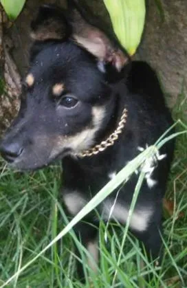 Cachorro ra a SRD idade 2 a 6 meses nome LUIZINHO