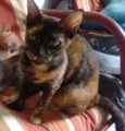 Cléo