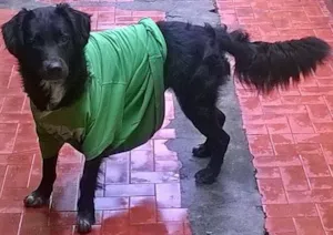 Cachorro raça Vira Lata idade 1 ano nome Toquinho