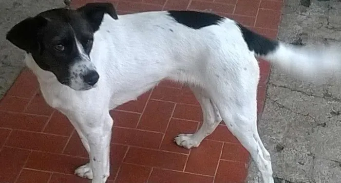 Cachorro ra a Vira lata idade 1 ano nome Lilica