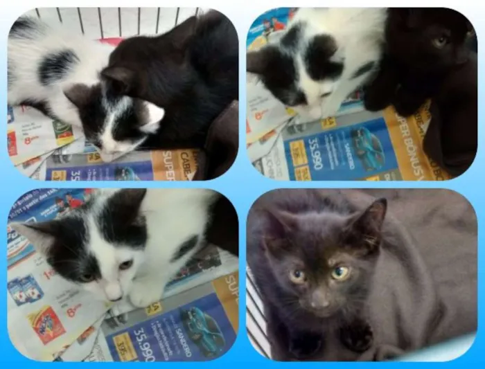 Gato ra a SRD idade 2 a 6 meses nome Ted e Leo