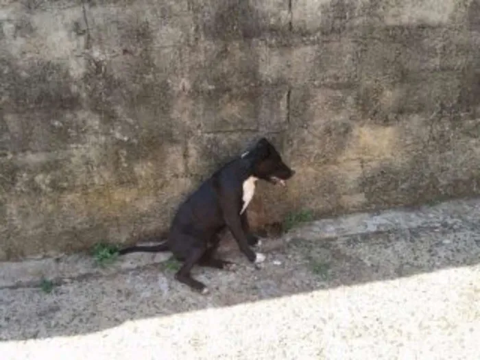 Cachorro ra a Pitbull idade  nome Thor