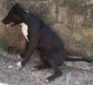 Cachorro ra a Pitbull idade  nome Thor