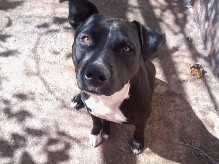 Cachorro ra a Pitbull idade  nome Thor