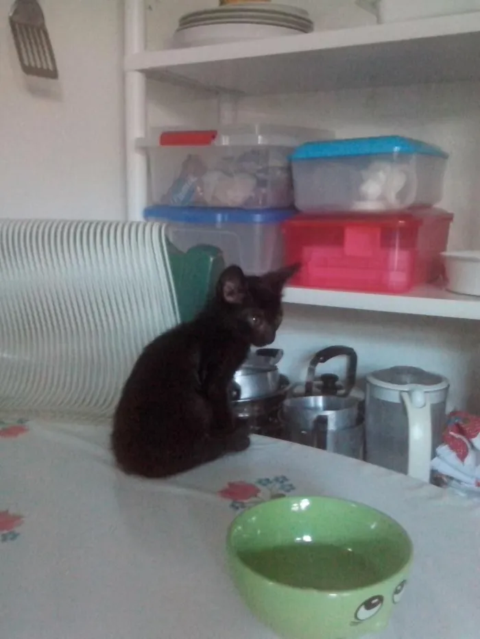 Gato ra a SRD idade Abaixo de 2 meses nome Juninho