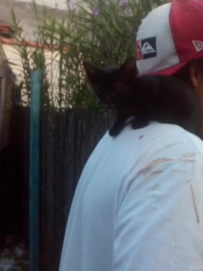 Gato ra a SRD idade Abaixo de 2 meses nome Juninho