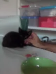Juninho