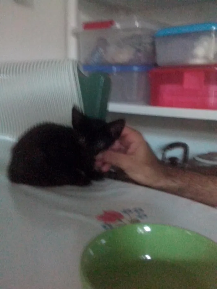 Gato ra a SRD idade Abaixo de 2 meses nome Juninho