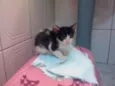 Miau