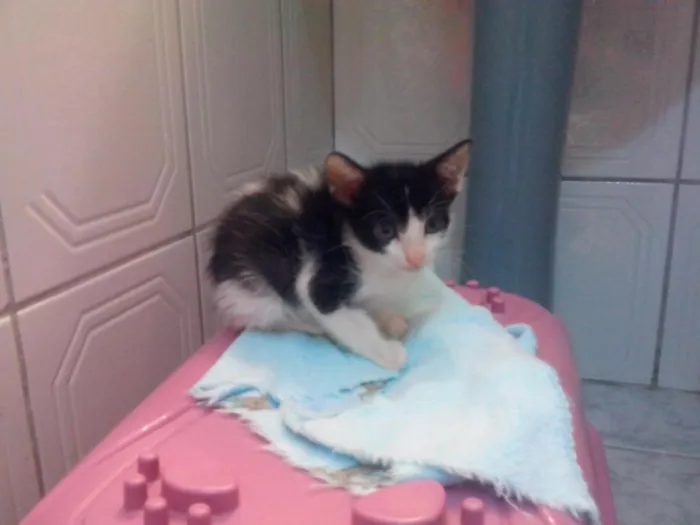 Gato ra a SRD idade Abaixo de 2 meses nome Miau