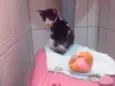 Miau