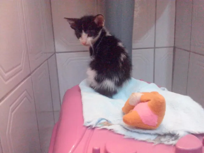 Gato ra a SRD idade Abaixo de 2 meses nome Miau