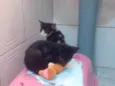 Miau