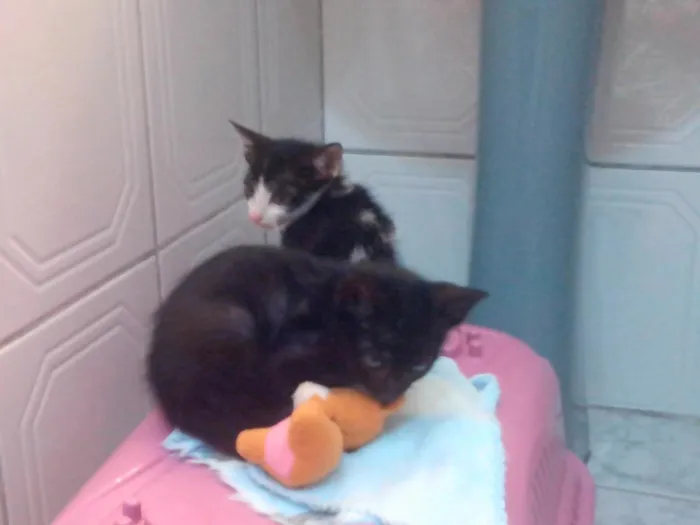 Gato ra a SRD idade Abaixo de 2 meses nome Miau