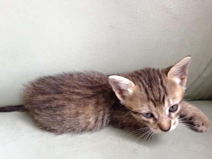Gato raça  idade 2 a 6 meses nome ainda não tem nome