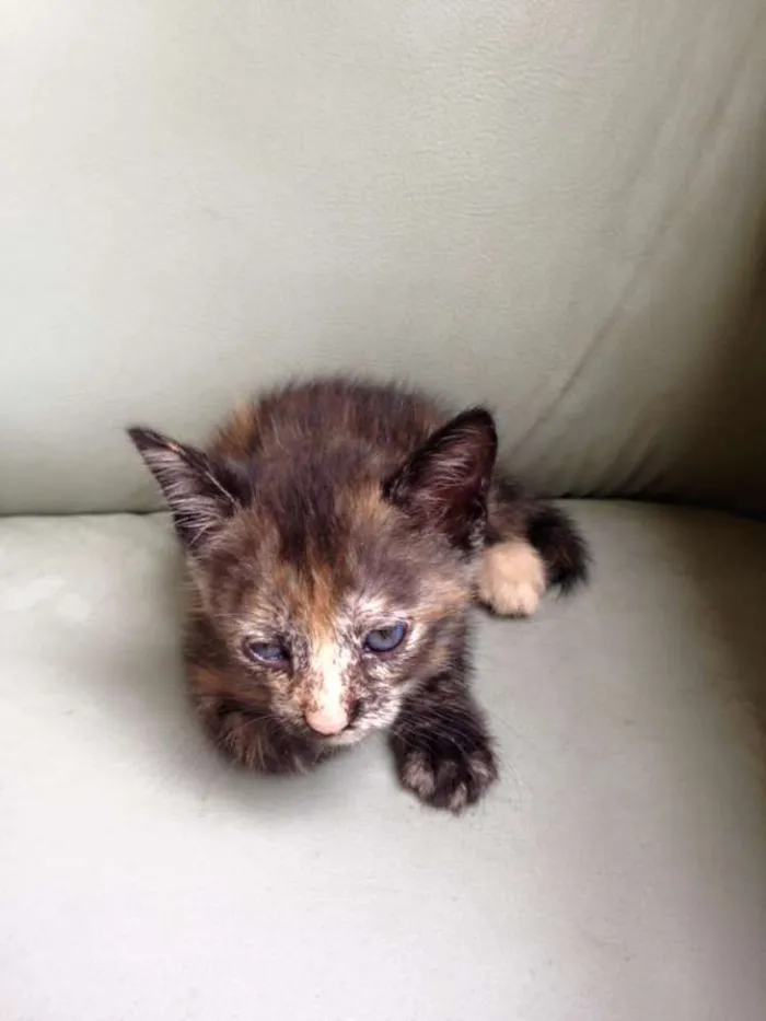 Gato raça  idade 2 a 6 meses nome ainda não tem nome