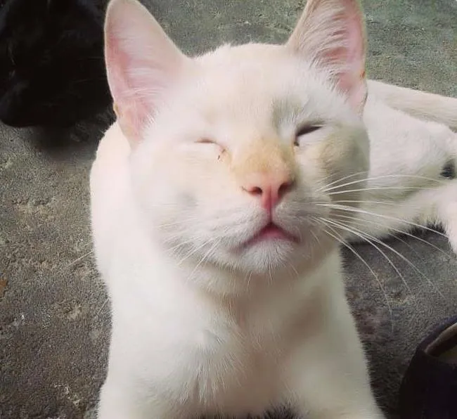 Gato ra a  idade 7 a 11 meses nome Loiro