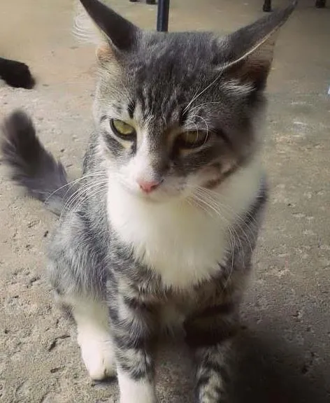Gato ra a  idade 7 a 11 meses nome Fred