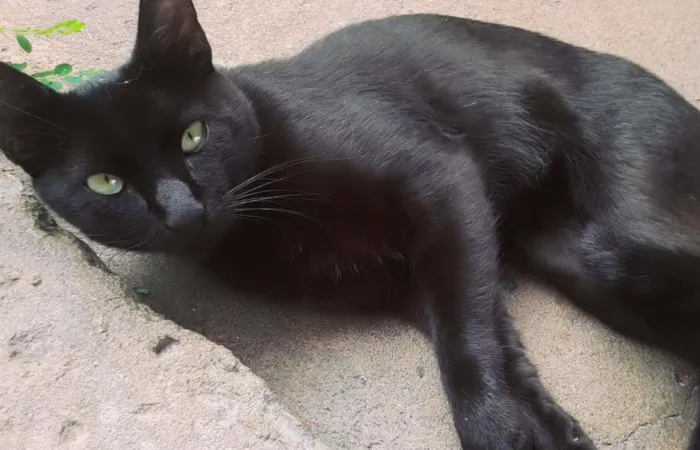 Gato ra a  idade 7 a 11 meses nome black
